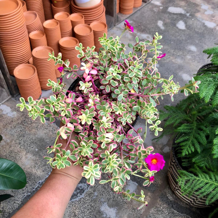 Portulaca - Rainbow - Shop Online!