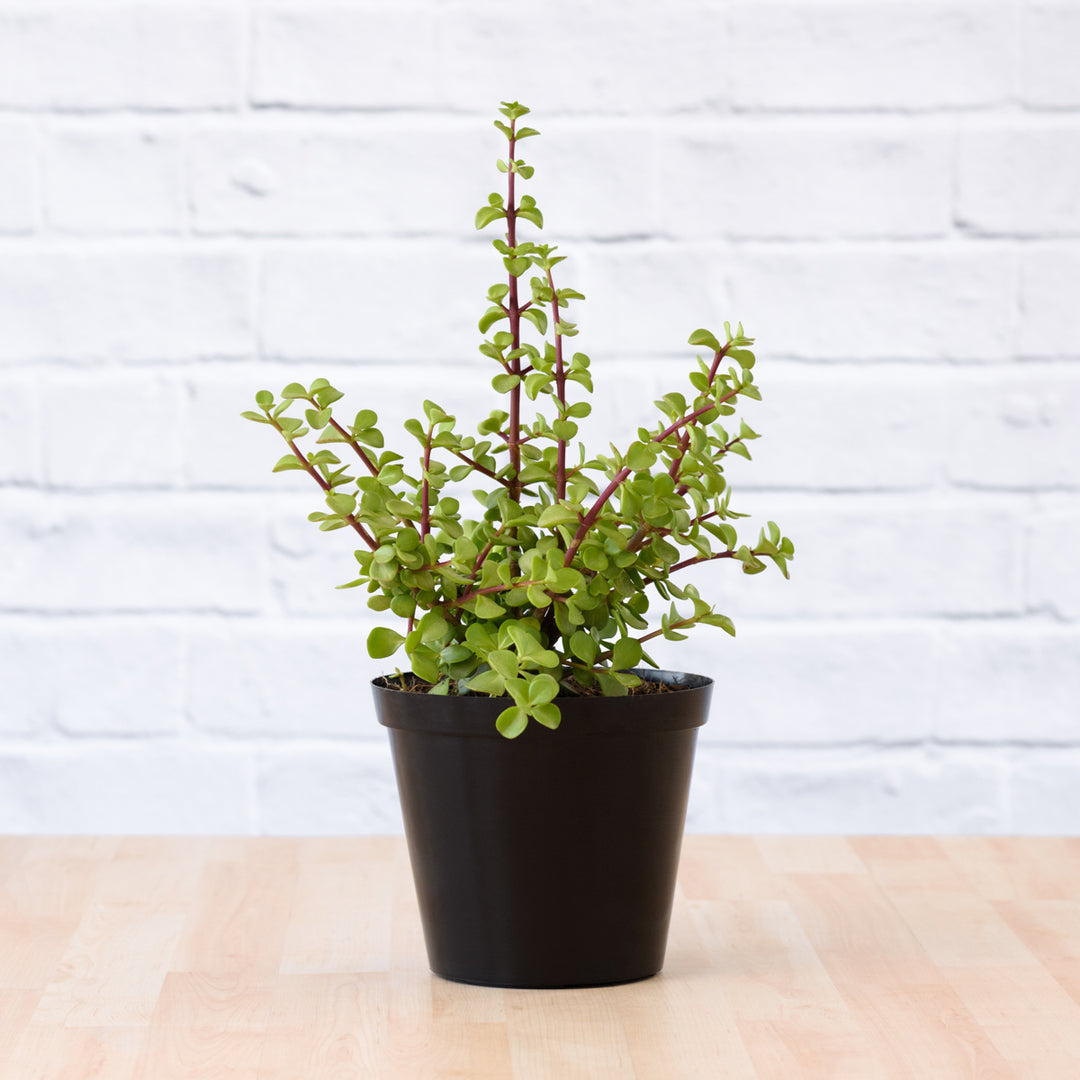 Spekboom - Shop Online!