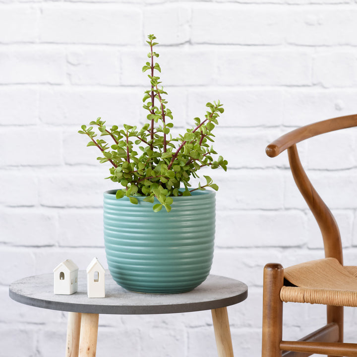 Spekboom - Shop Online!