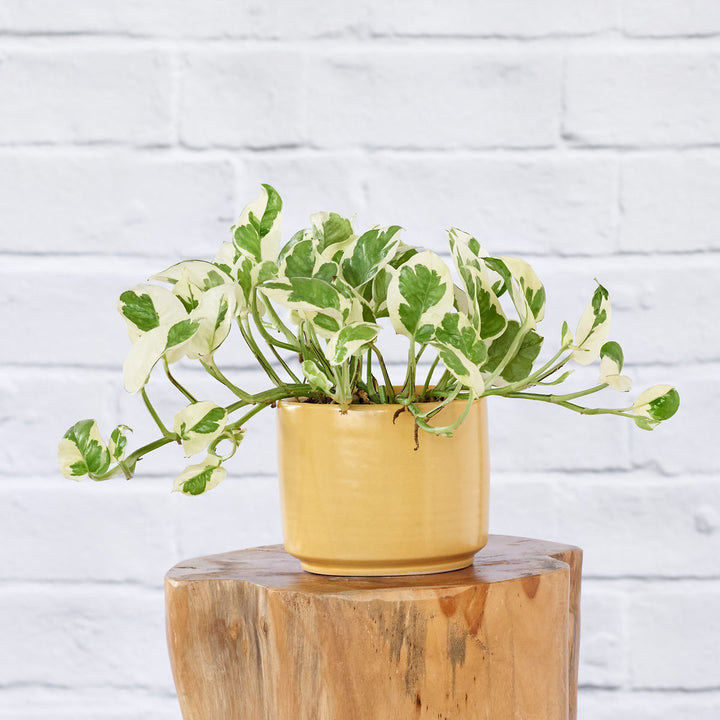 Pothos - N'Joy - Shop Online!