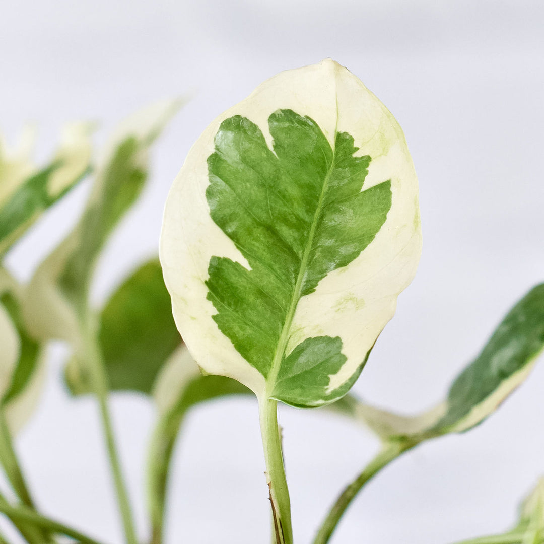 Pothos - N'Joy - Shop Online!