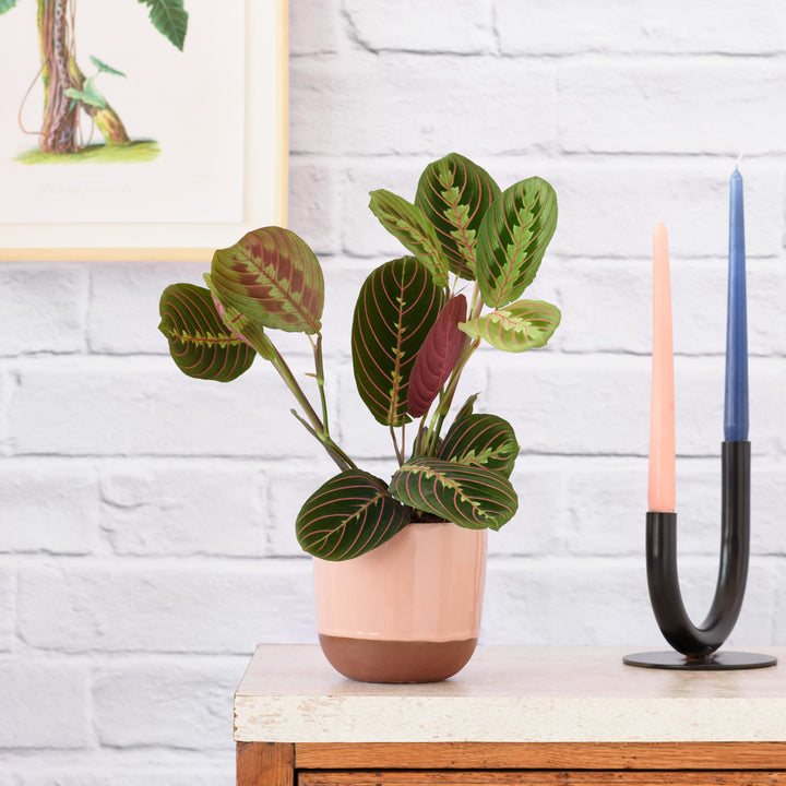 Prayer Plant - Shop Online!