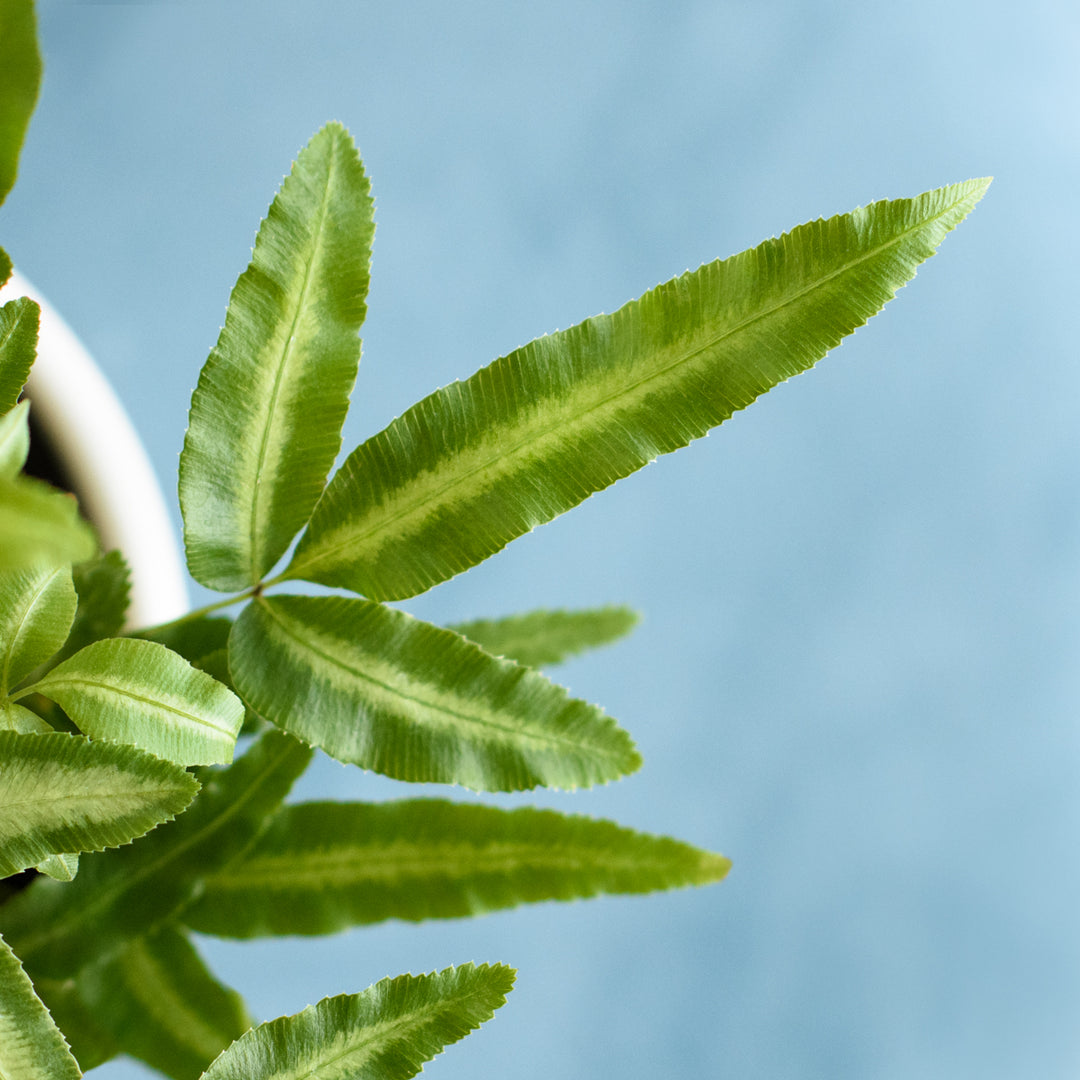 Cretan Brake Fern - Shop Online!