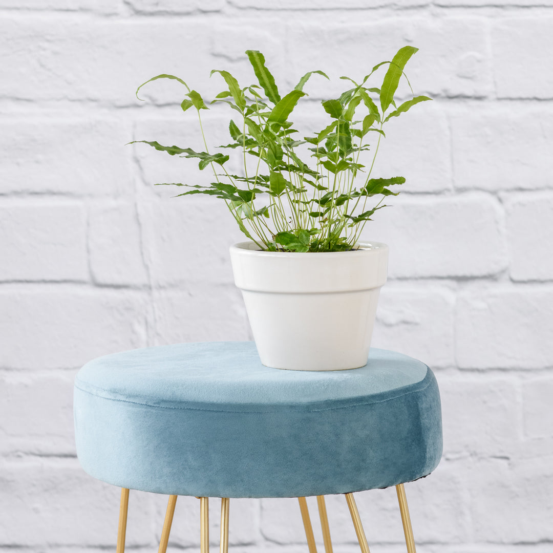 Cretan Brake Fern - Shop Online!