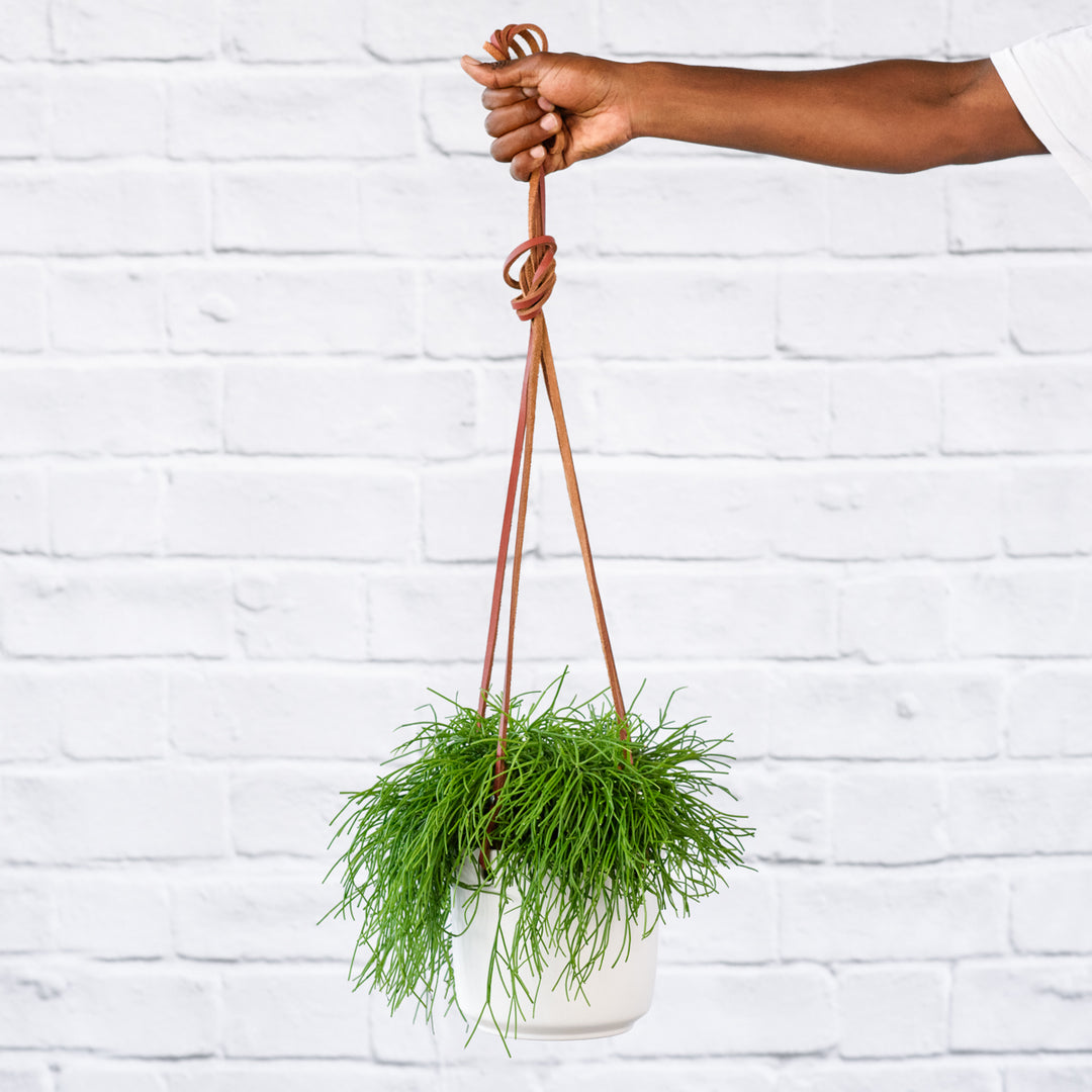 Mistletoe Cactus - Shop Online!