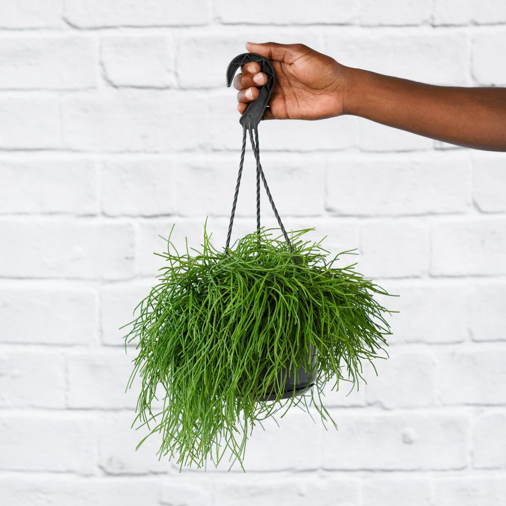 Mistletoe Cactus - Shop Online!