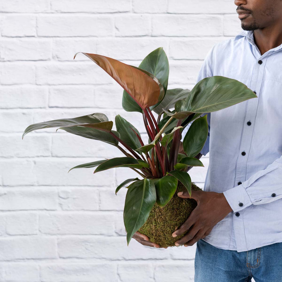 Philodendron Rojo Congo Mossball - Shop Online!