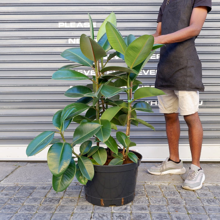 Rubber Tree - Robusta - Extra Large - Shop Online!