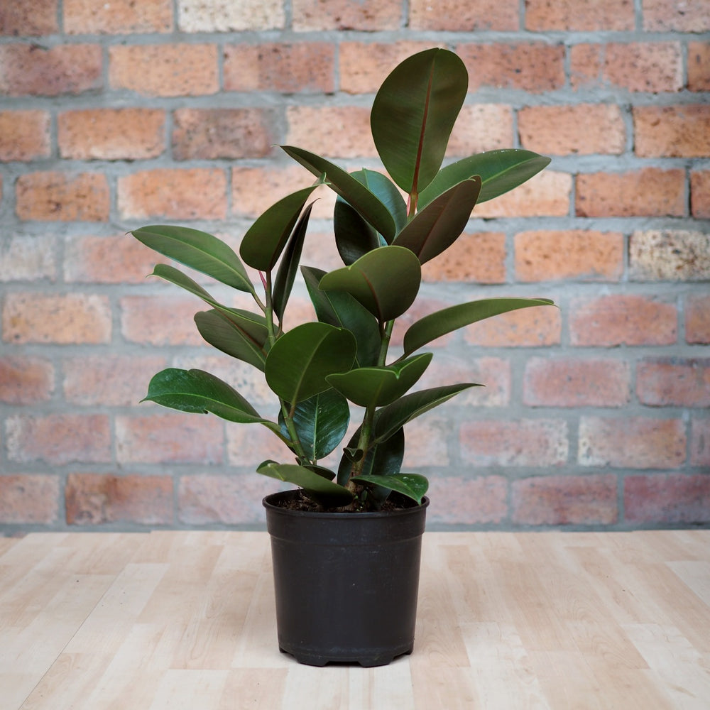 Rubber Tree Robusta - Medium - Shop Online!