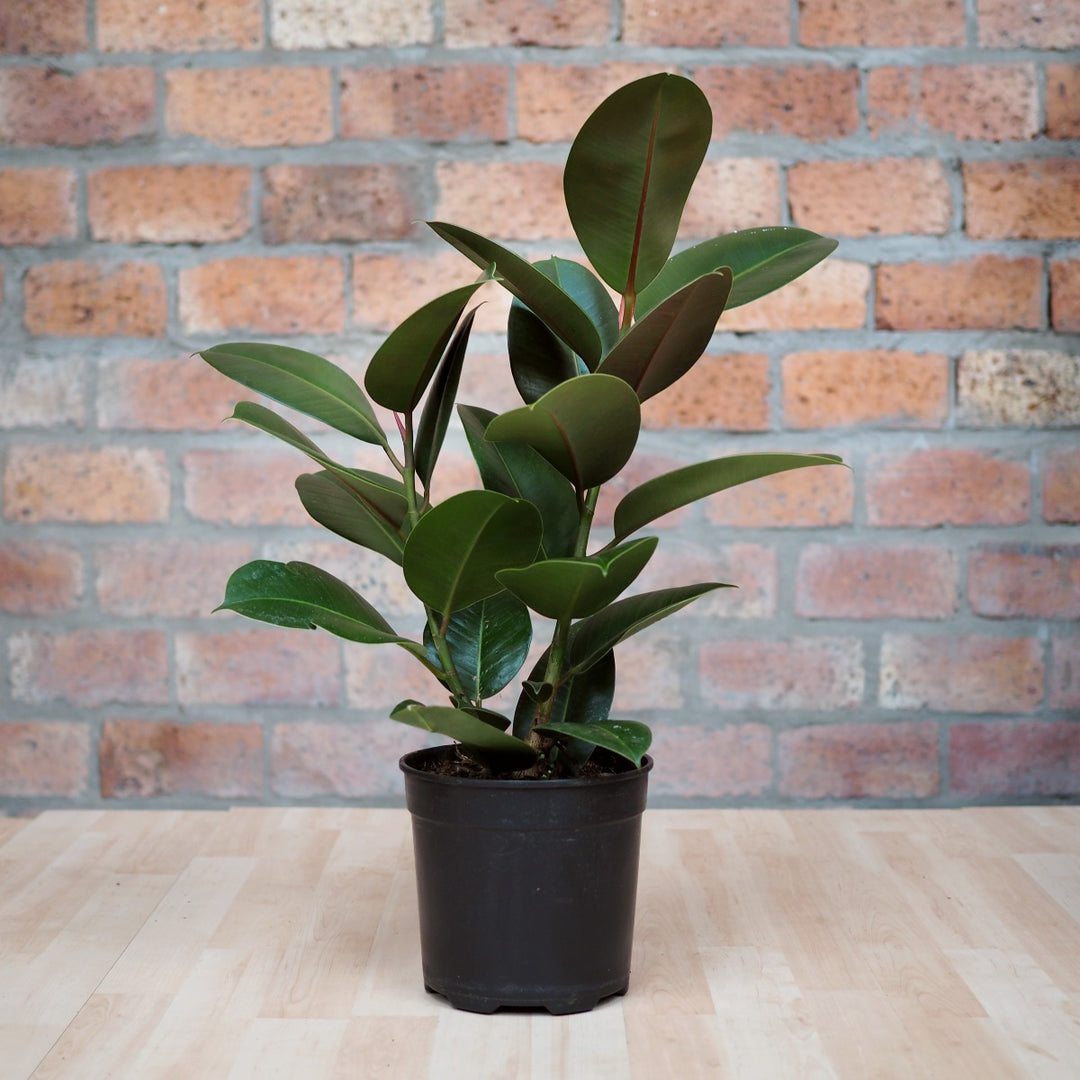 Rubber Tree Robusta - Medium - Shop Online!