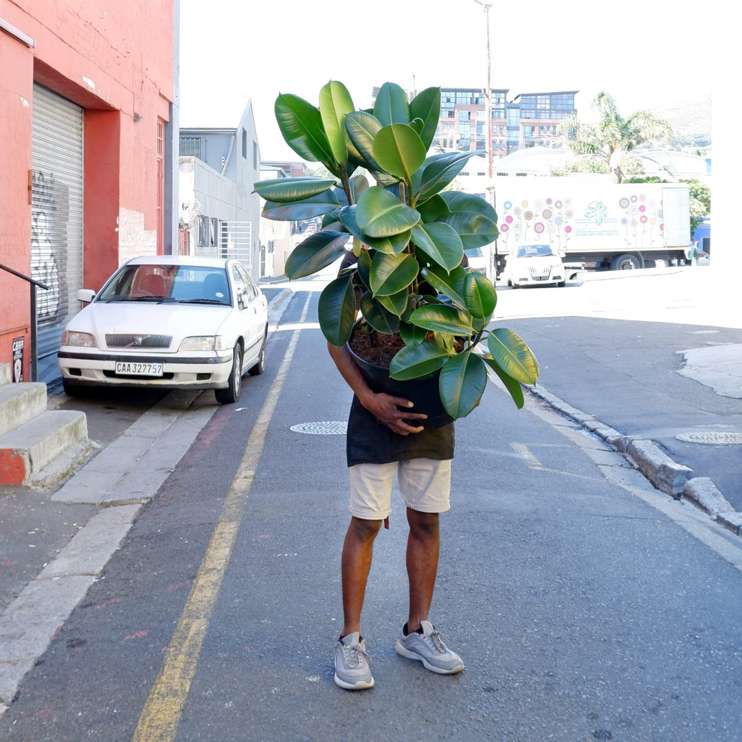 Rubber Tree - Robusta - Extra Large - Shop Online!
