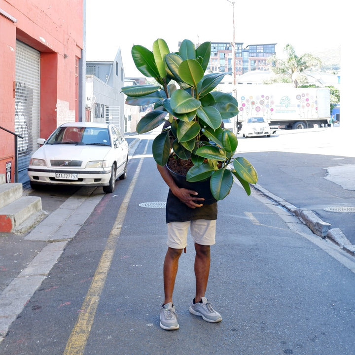 Rubber Tree - Robusta - Extra Large - Shop Online!