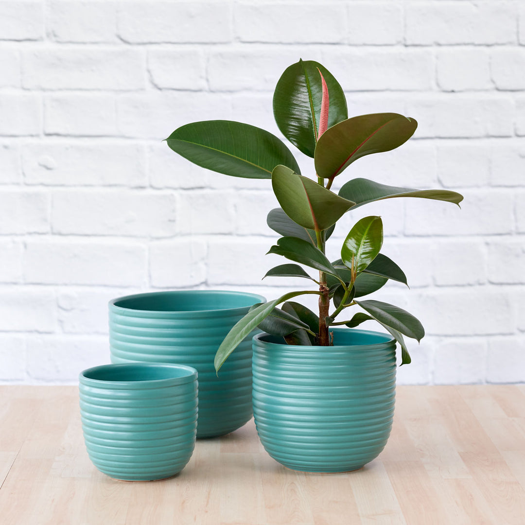 Rubber Tree Robusta - Medium - Shop Online!