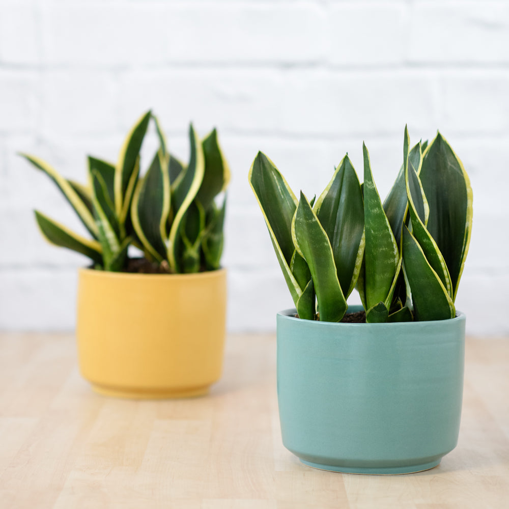 Mother in Law's Tongue - Black Gold - Shop Online!