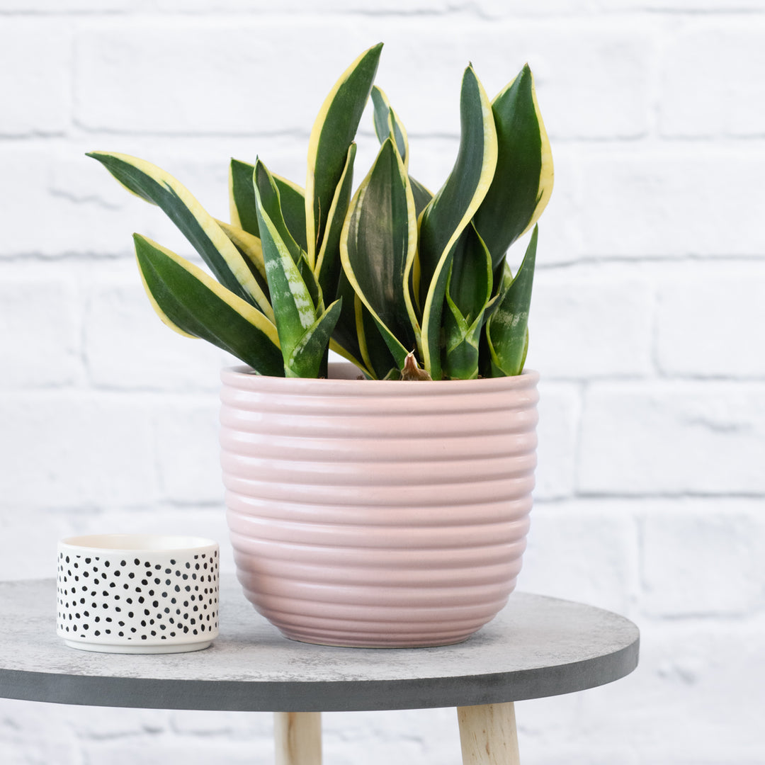 Mother in Law's Tongue - Black Gold - Shop Online!