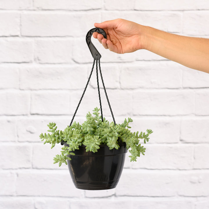 Donkey Tail - Burro - Shop Online!