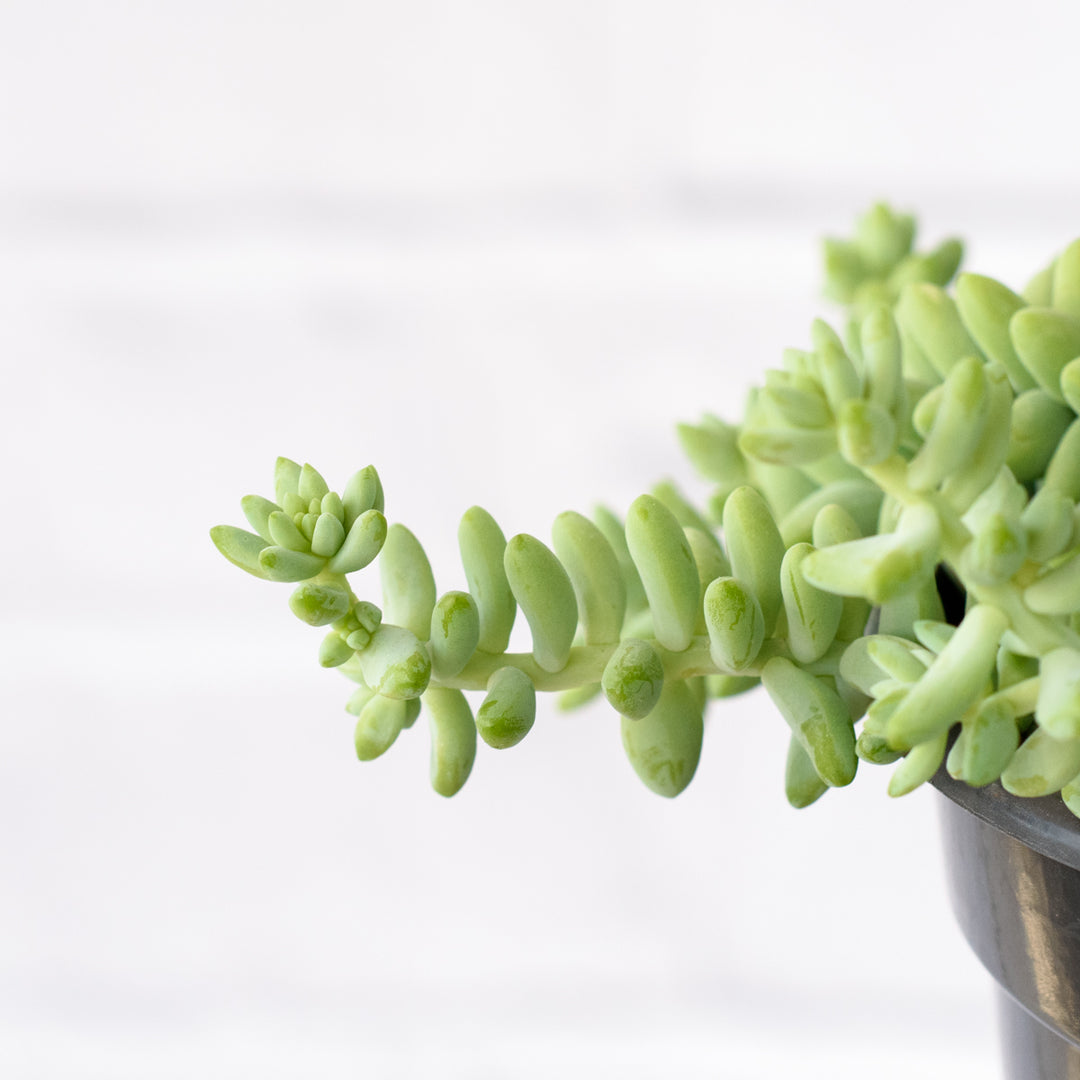 Donkey Tail - Burro - Shop Online!