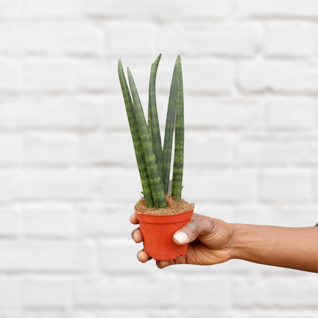 Mother in Law's Tongue - Cylindrica - Shop Online!