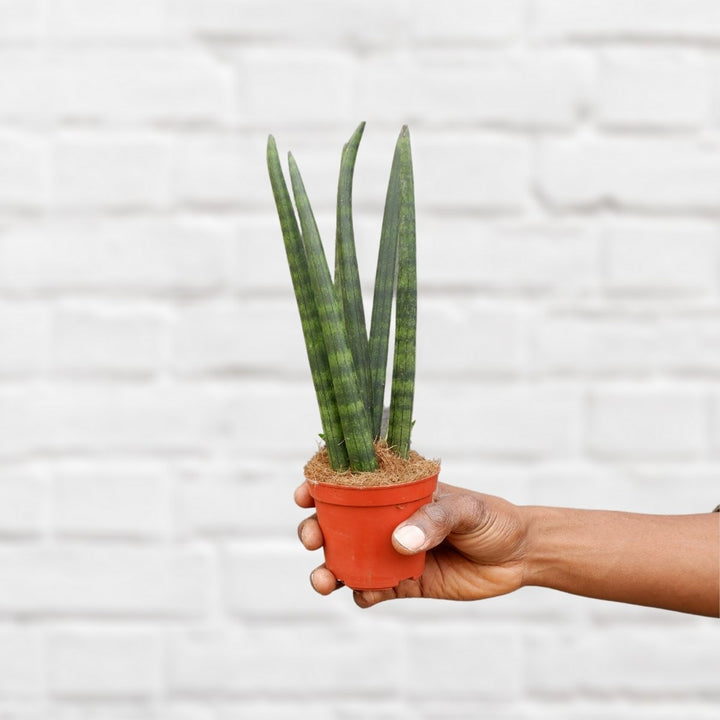 Mother in Law's Tongue - Cylindrica - Shop Online!