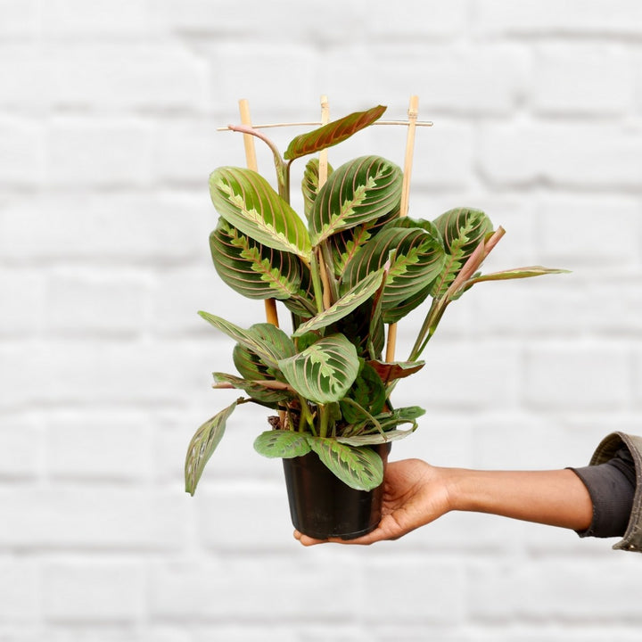 Prayer Plant - Shop Online!