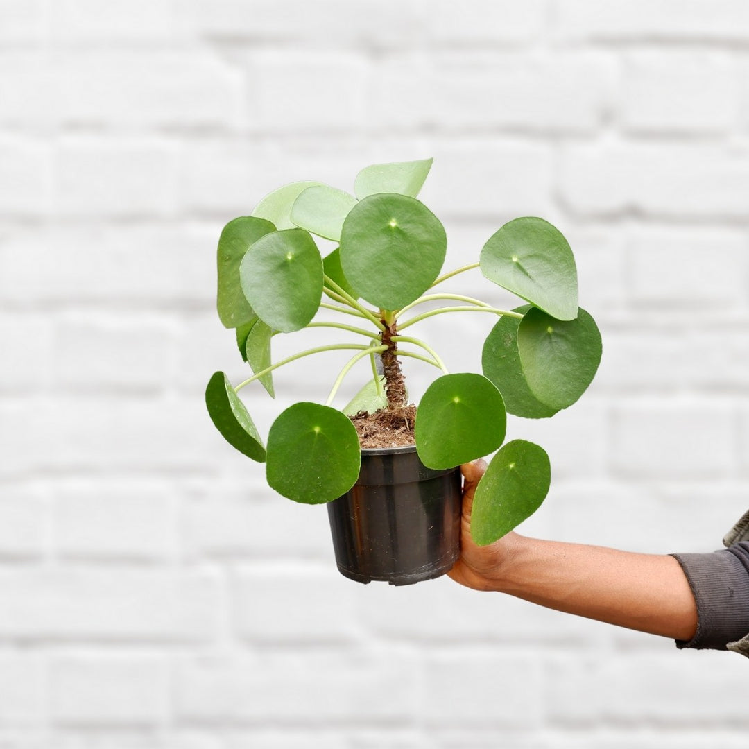 Chinese Money Plant - Shop Online!