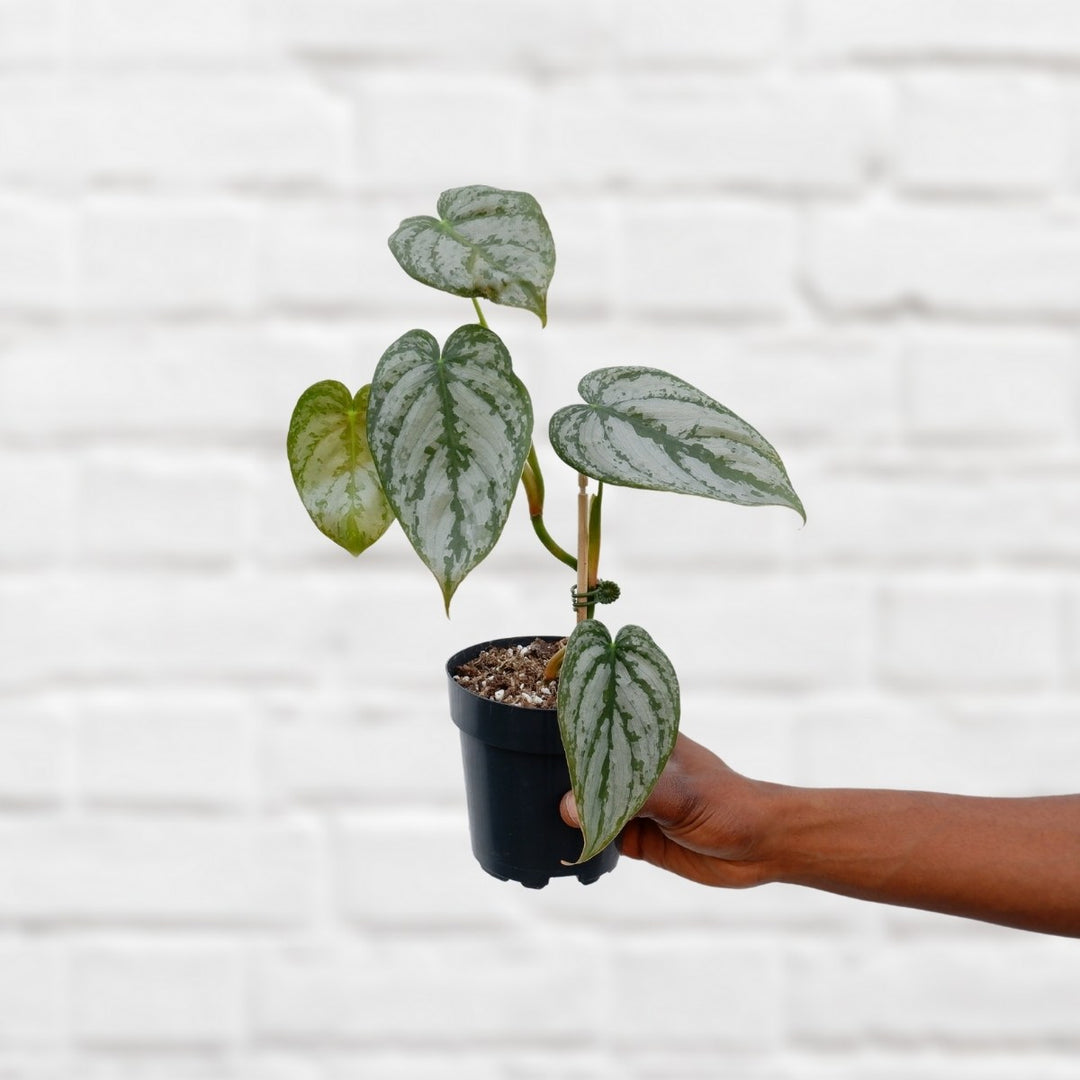 Philodendron - Brandtianum - Shop Online!