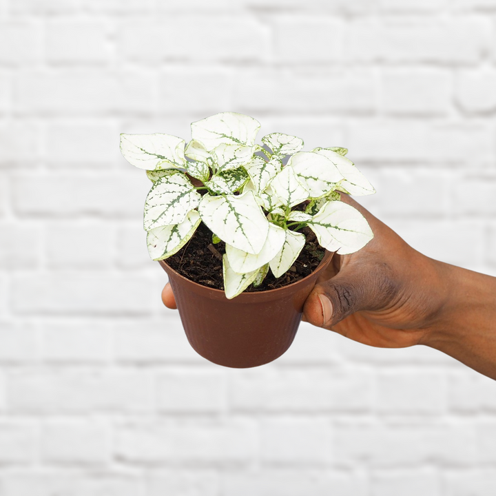 Polka Dot Plant - Shop Online!