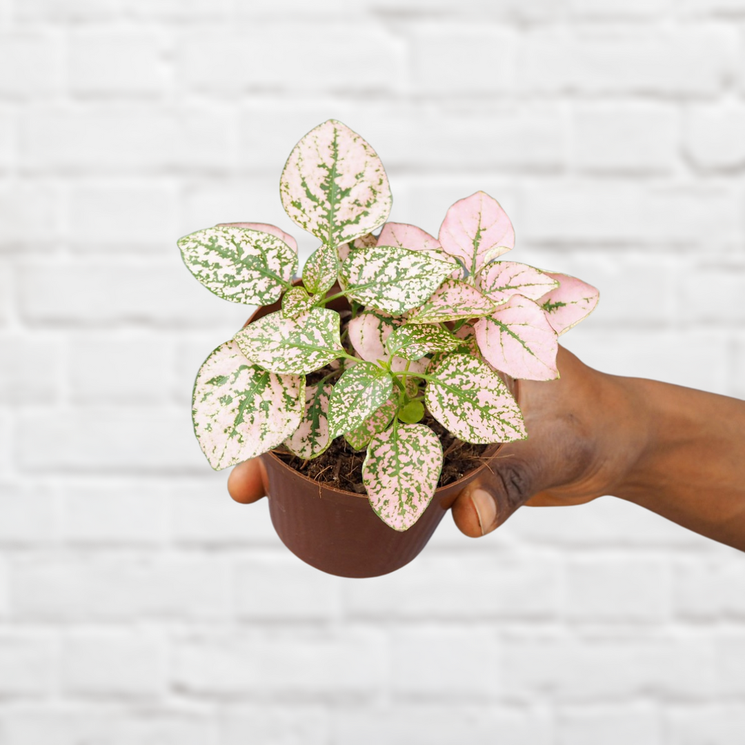 Polka Dot Plant - Shop Online!