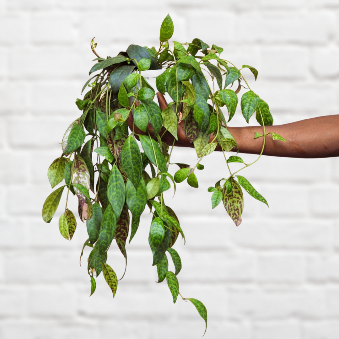 Zebra Basket Plant - Shop Online!