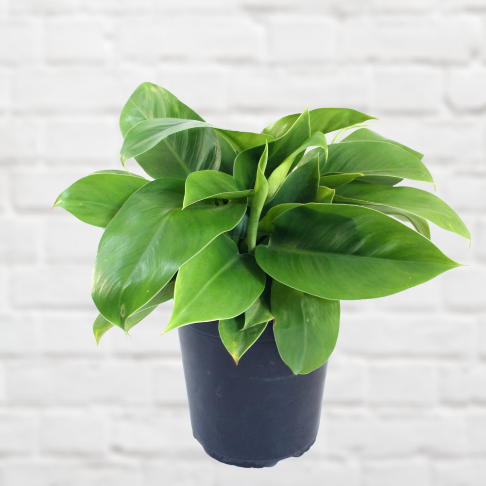 Philodendron - Imperial Green - Shop Online!