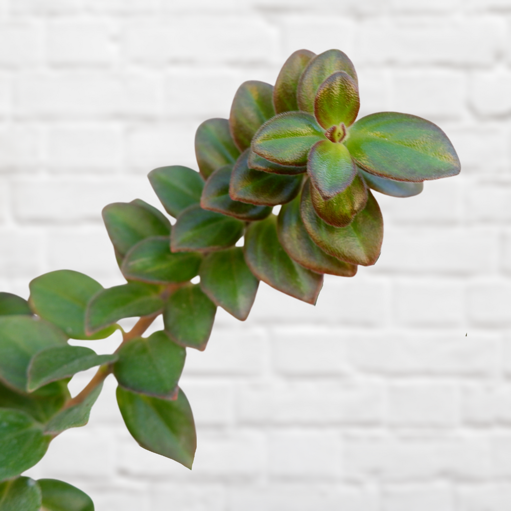 Flying Goldfish Plant - Shop Online!