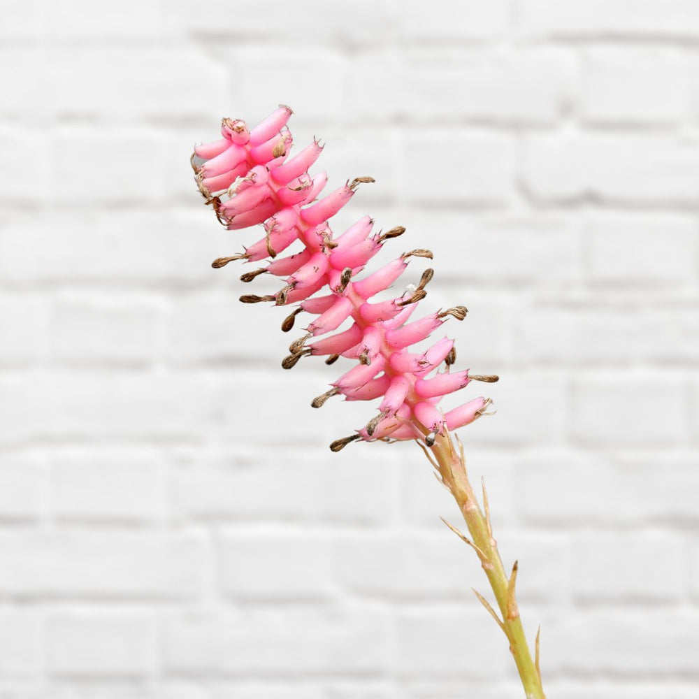 Matchstick Bromeliad - Shop Online!