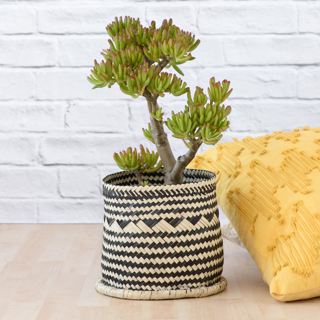 Shrek Ears Plant - Shop Online!