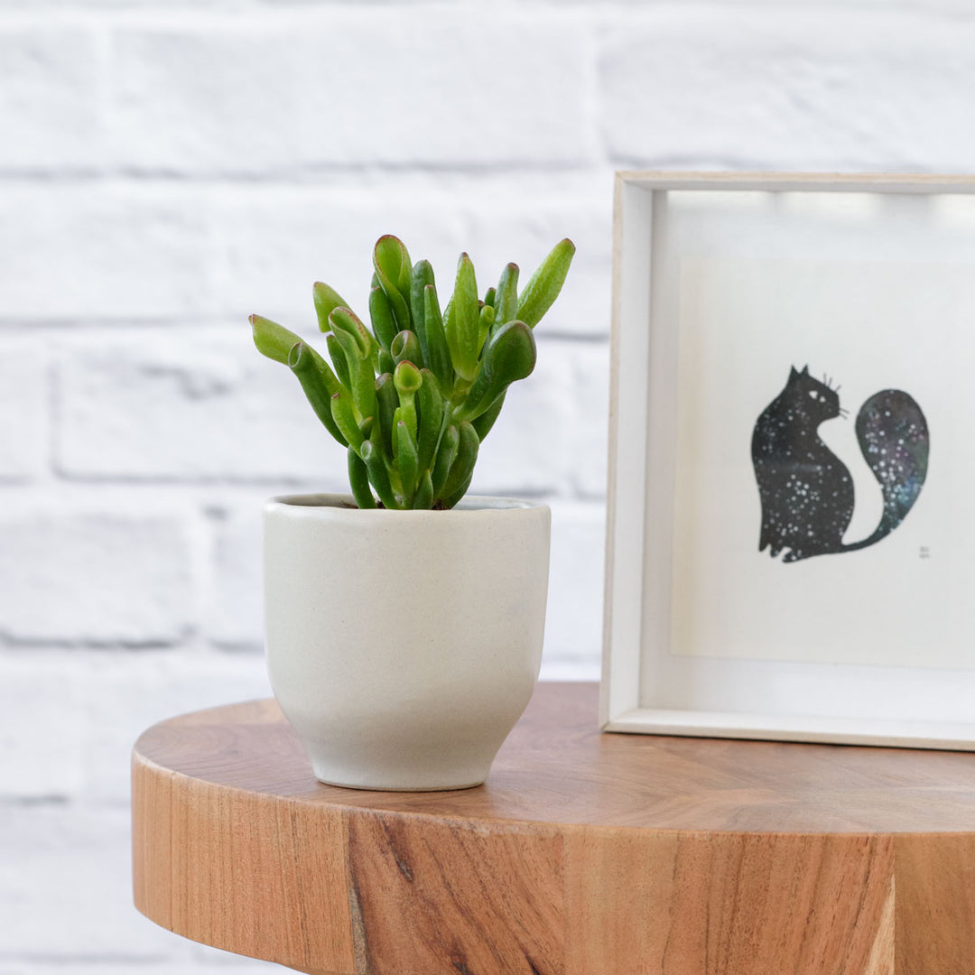 Shrek Ears Plant - Shop Online!