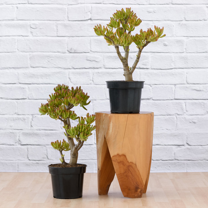 Shrek Ears Plant - Shop Online!