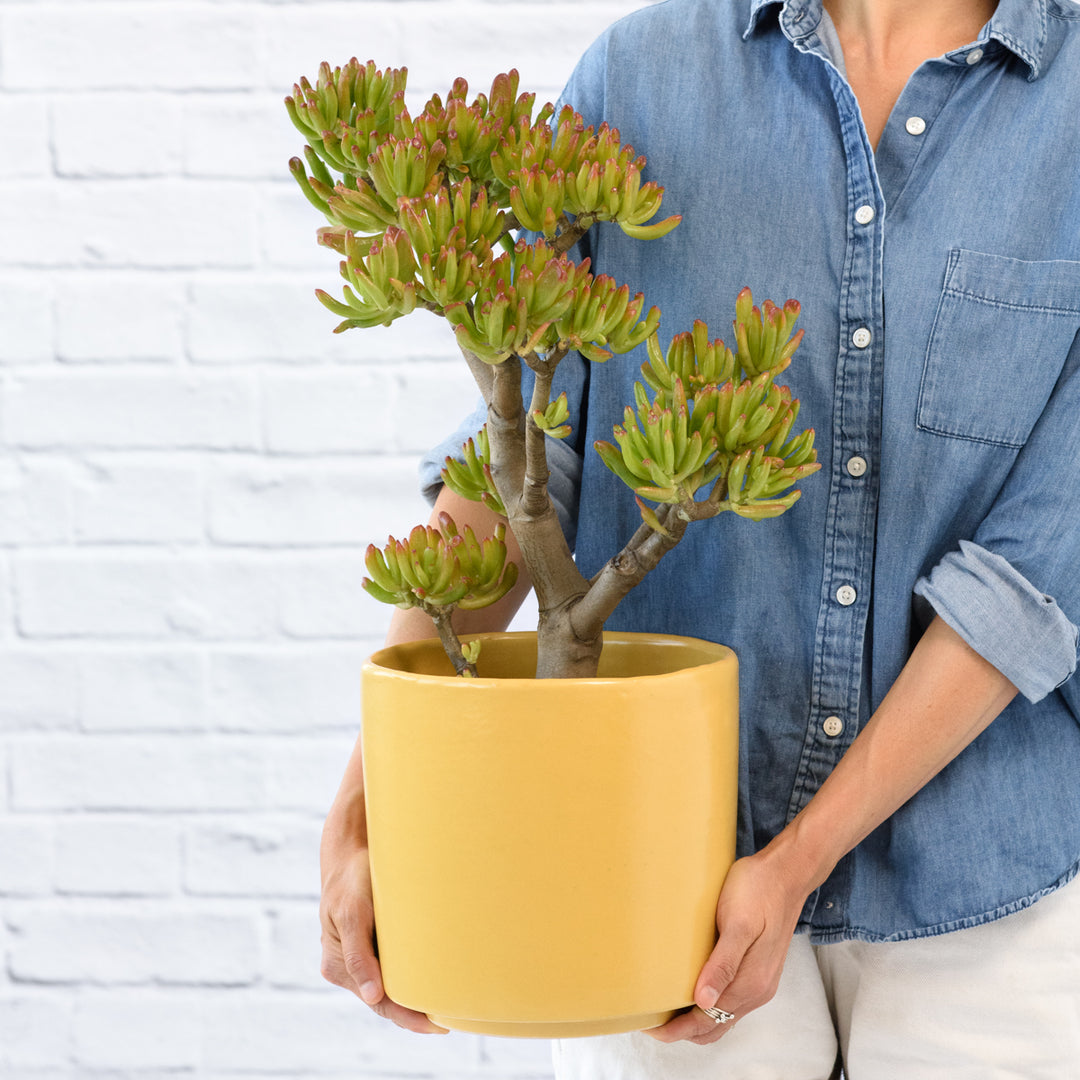 Shrek Ears Plant - Shop Online!