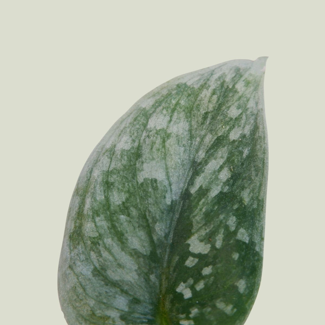 Pothos Pictus - Silvery Ann - Shop Online!