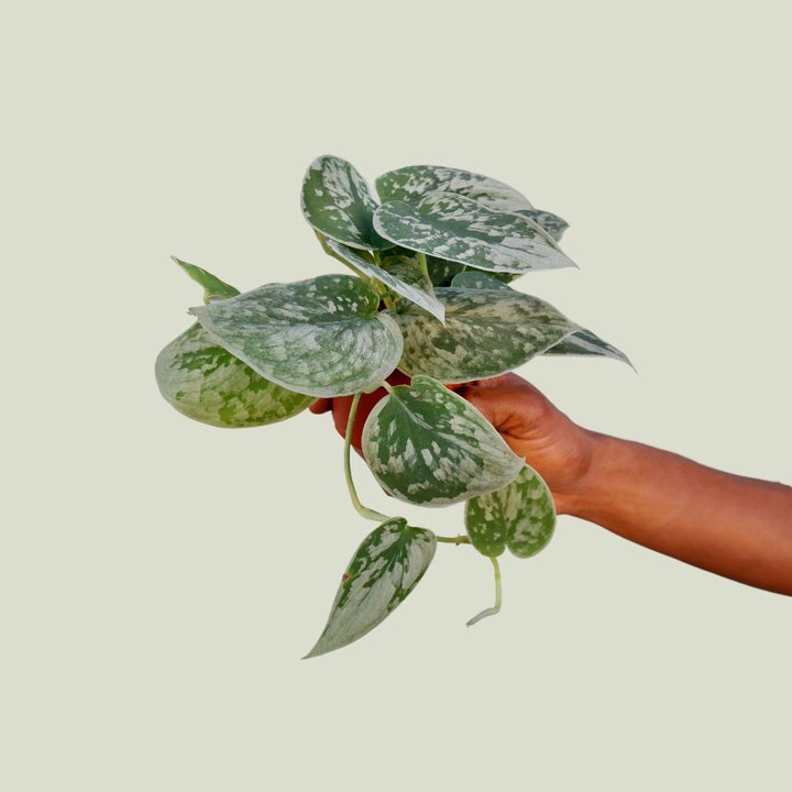 Pothos Pictus - Silvery Ann - Shop Online!
