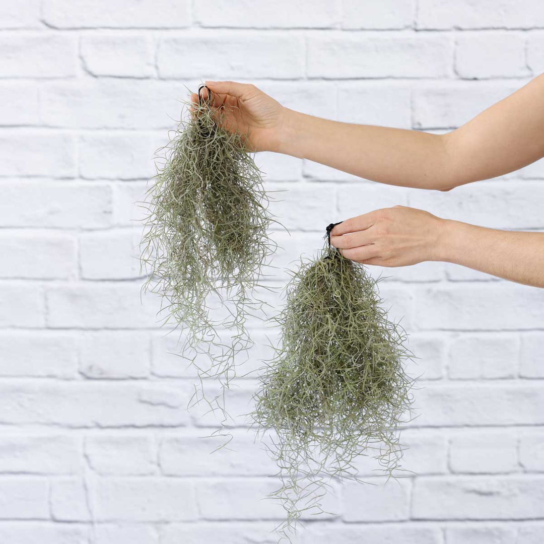 Spanish Moss - Shop Online!