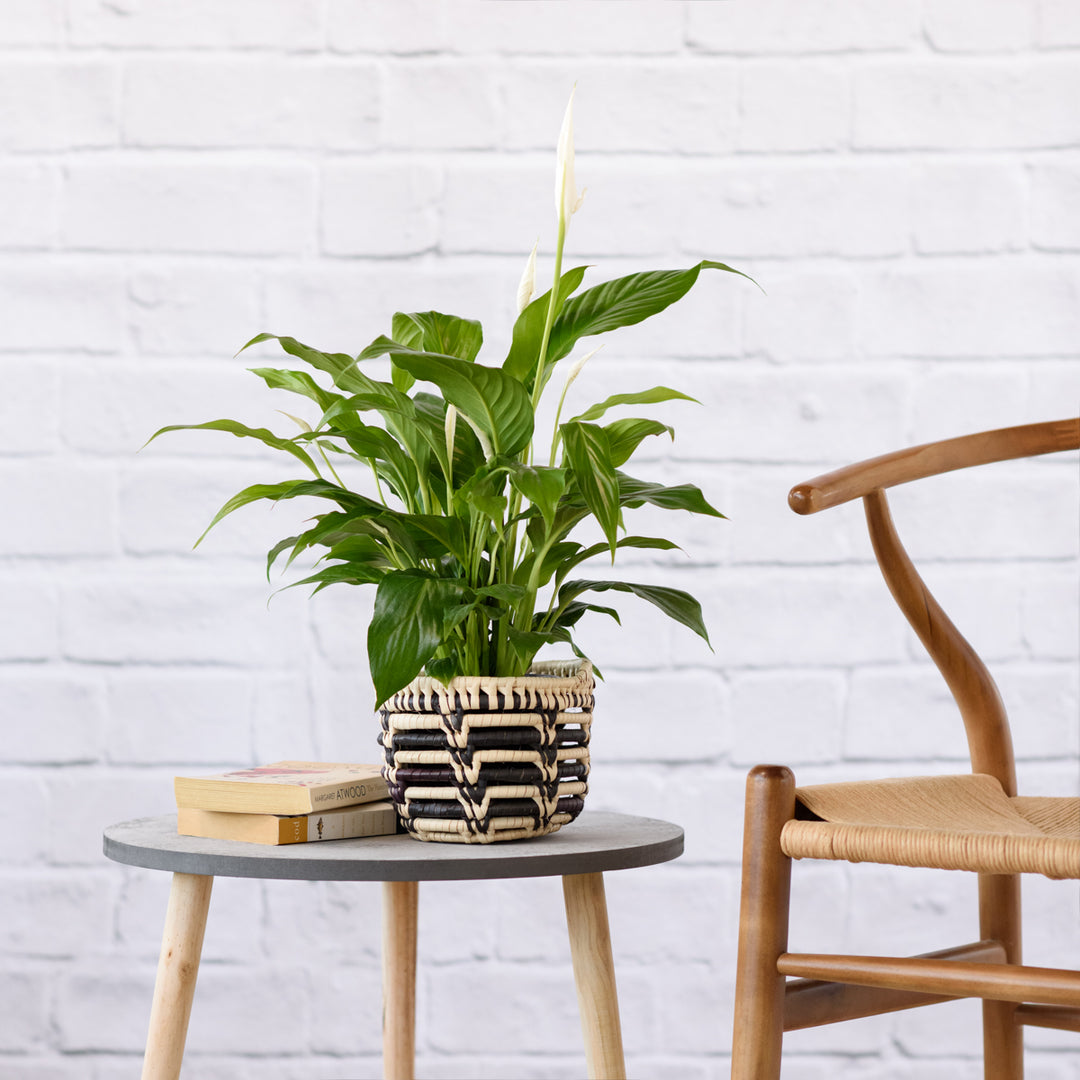 Peace Lily - Shop Online!