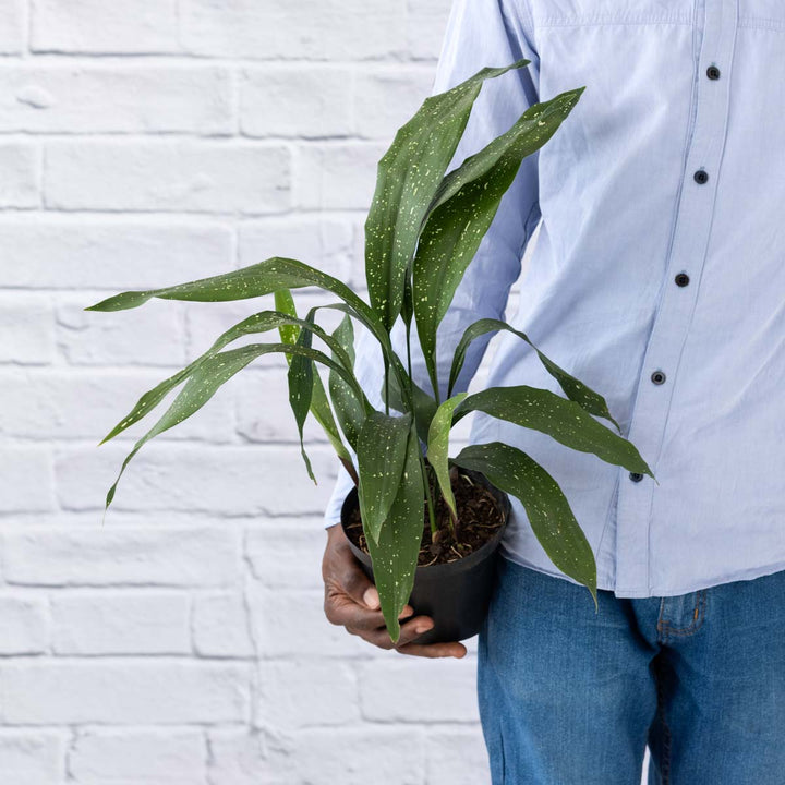 Speckled Cast Iron Plant - Shop Online!