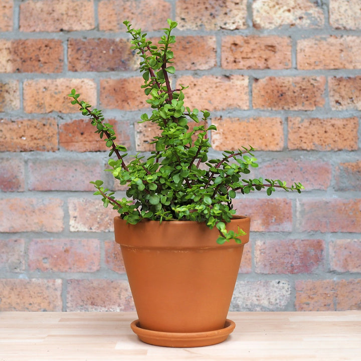 Spekboom - Shop Online!