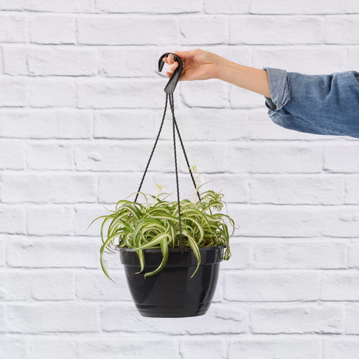 Spider Plant - Bonnie - Shop Online!