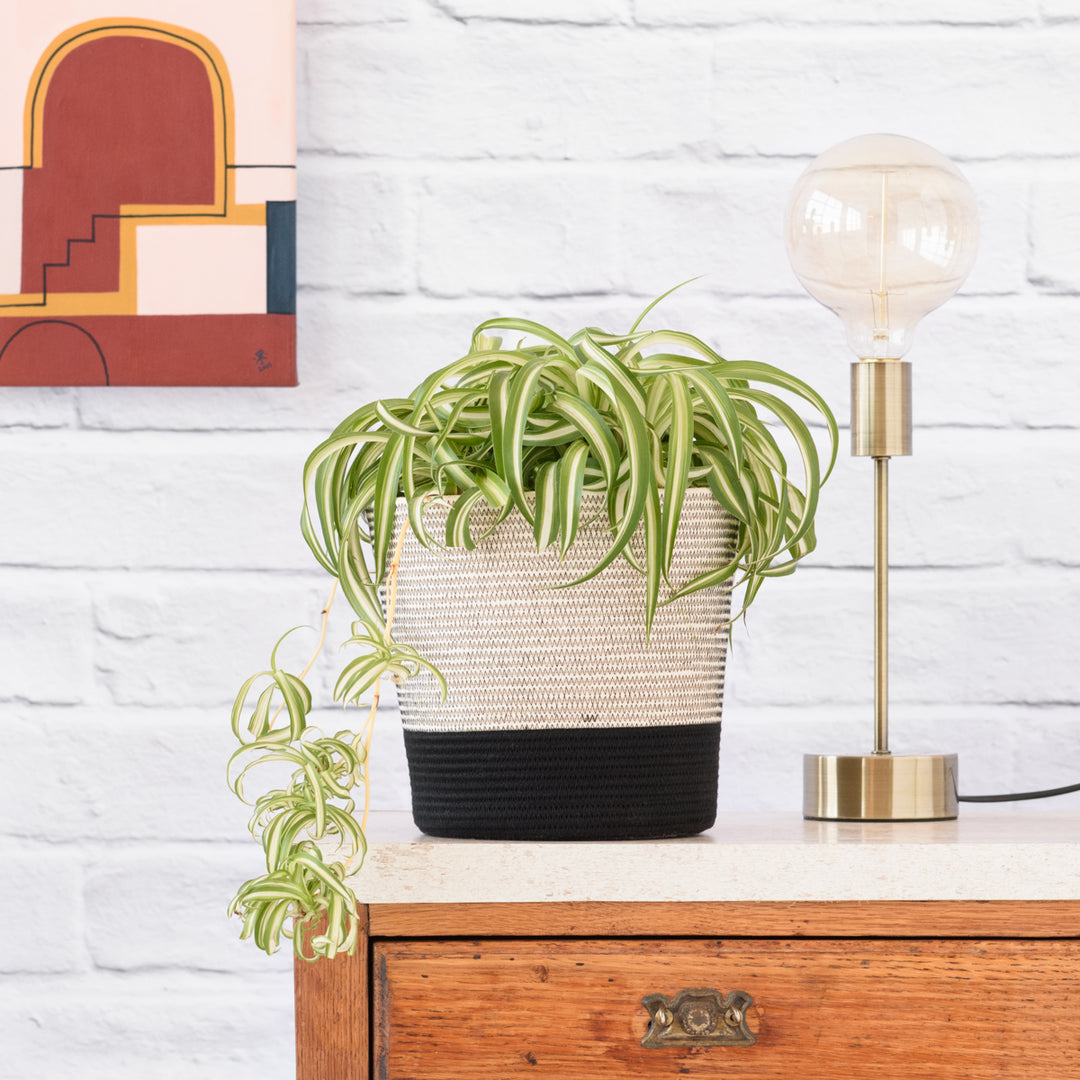 Spider Plant - Bonnie - Shop Online!