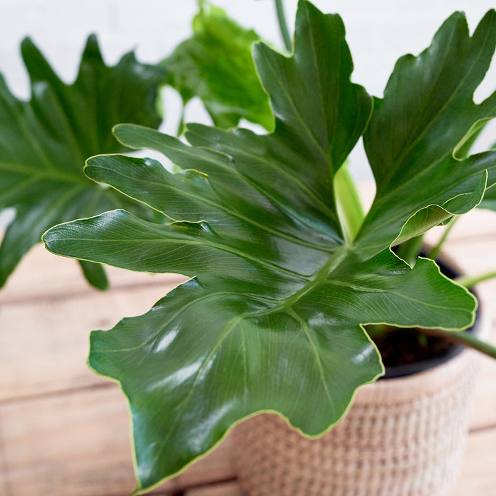 Split Leaf Philodendron - Shop Online!