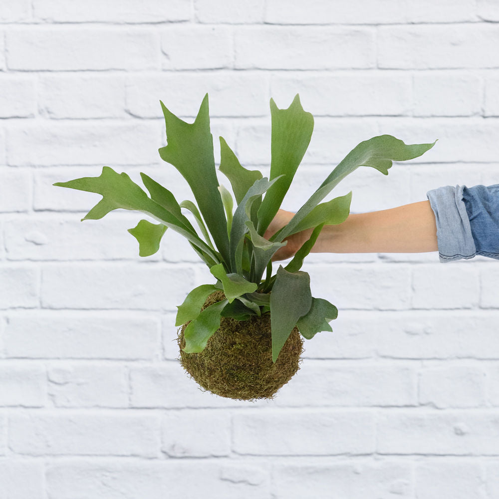 Staghorn Fern Mossball - Shop Online!