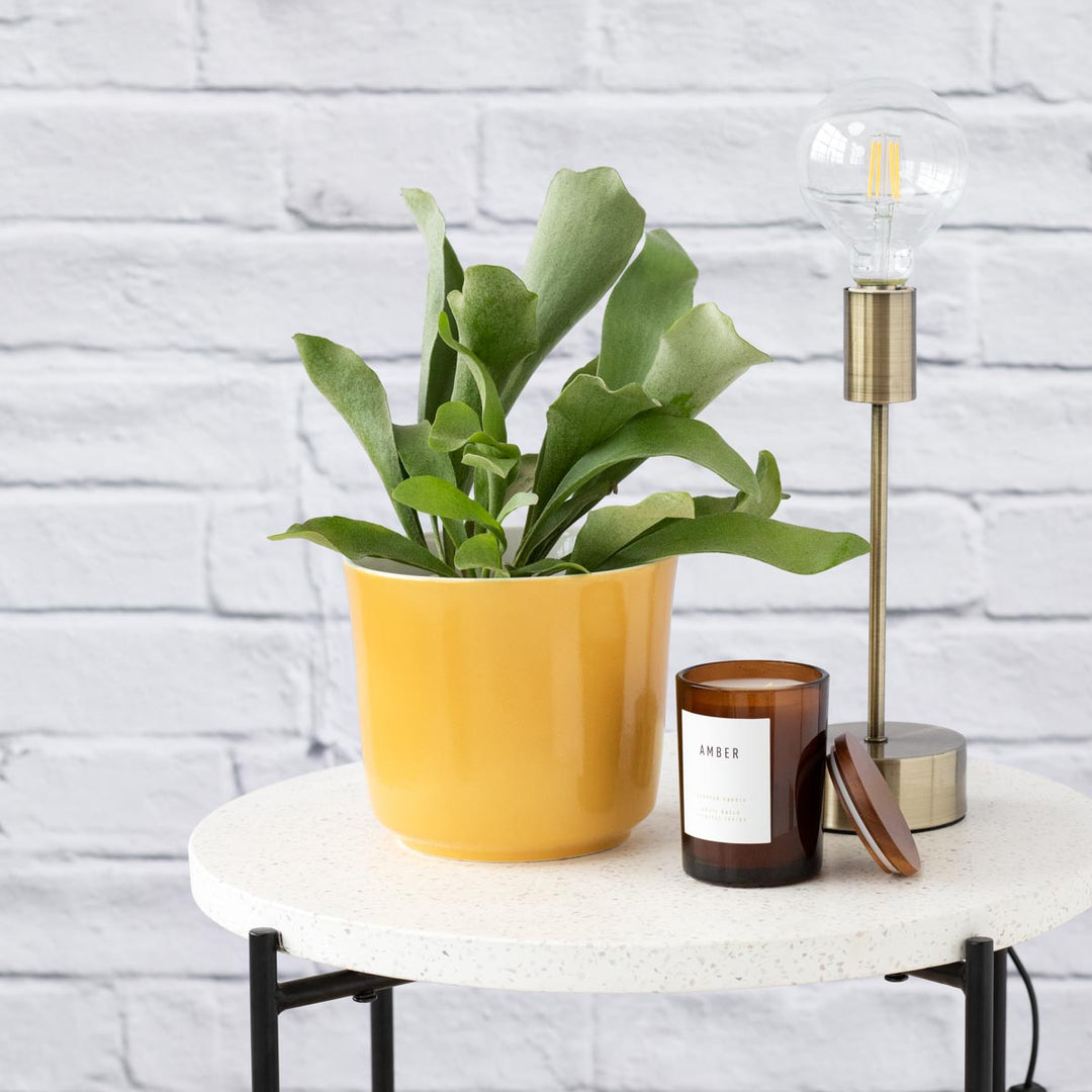 Staghorn Fern - Shop Online!