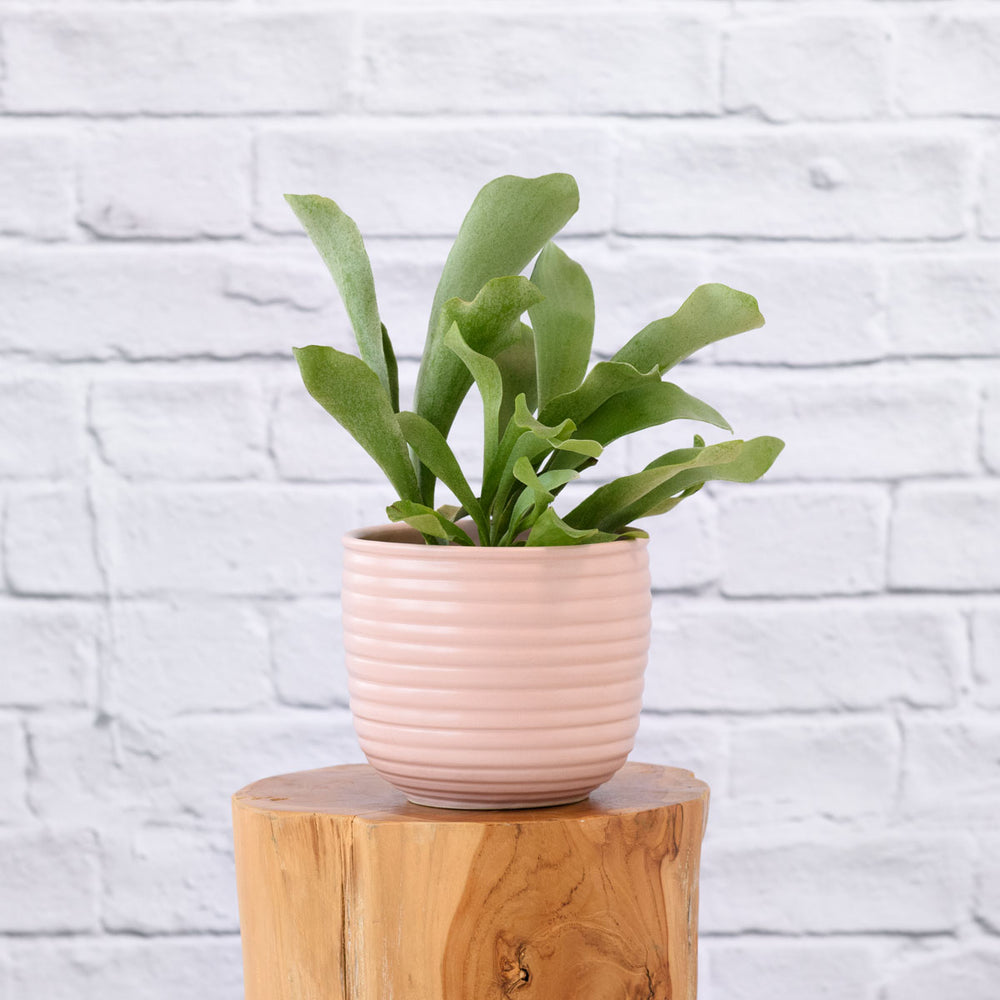 Staghorn Fern - Shop Online!