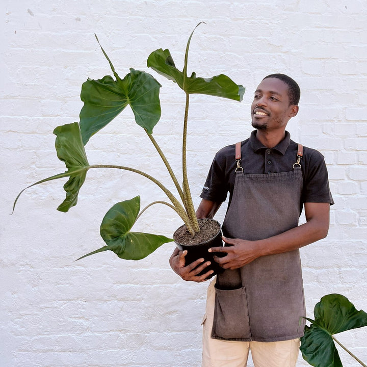 Elephants Ear - Stingray - Shop Online!