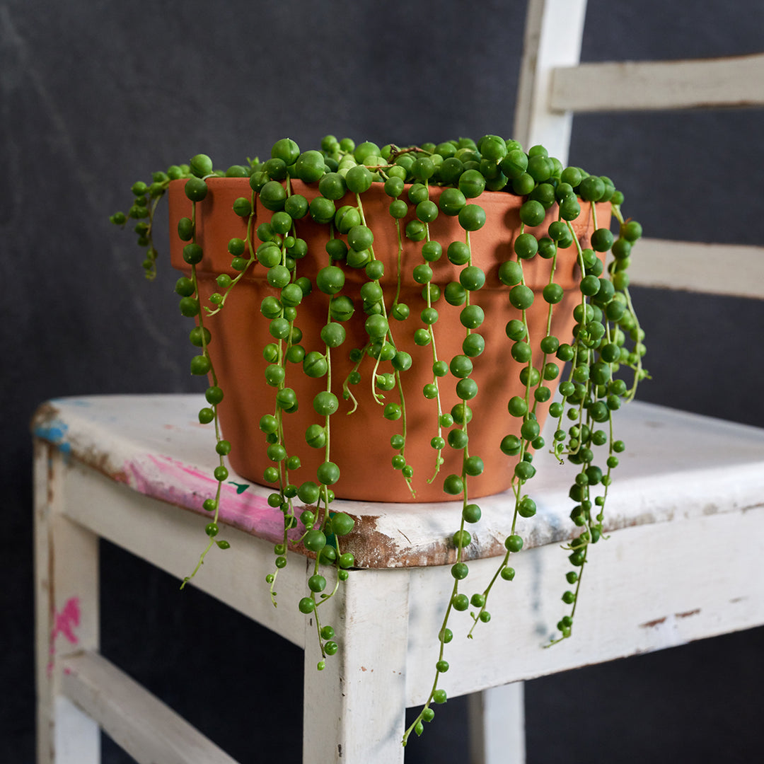 String of Pearls - LARGE - Shop Online!